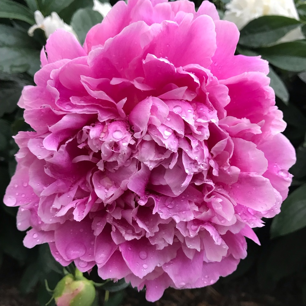 Meet your Posher, Holly